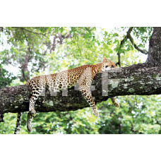  Souvenir refrigerator magnet