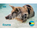 All available image options to chose